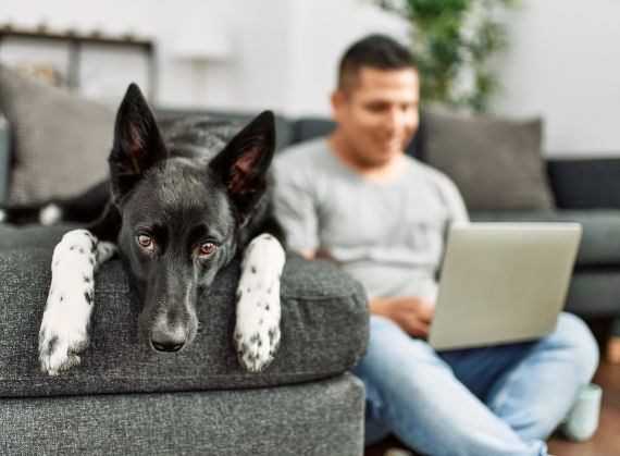 Mit Hund zu Hause lernen: Webinare, Bücher, Onlinetrainings