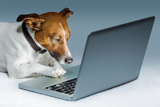 Online Training mit Hund