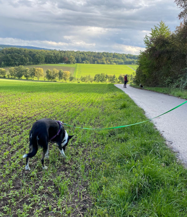 Hundetraining Intensivcamps in Bretzfeld, Baden-Württemberg. Ideale Hundeschule für einen Urlaub als Gruppe mit Hunden.